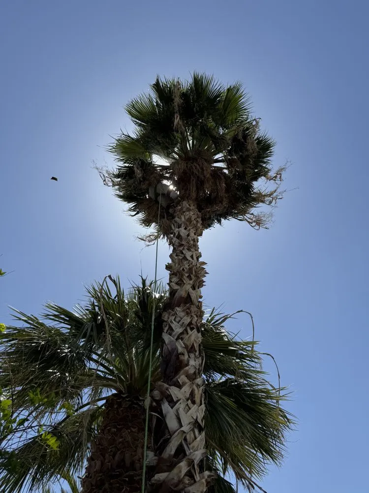 Reliable lawn mowing service in Glendale, AZ - Coyotes Landscape