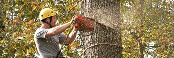 CP Gillaspie Hauling & Tree Service Logo