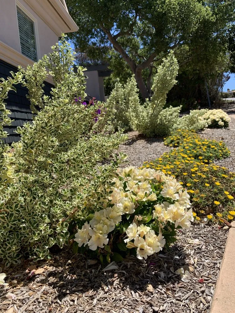 Professional outdoor landscaping experts serving Morro Bay, CA - CP Landscapes