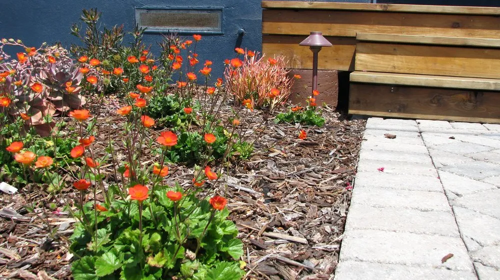 Expert outdoor landscaping near you in Morro Bay, CA by CP Landscapes