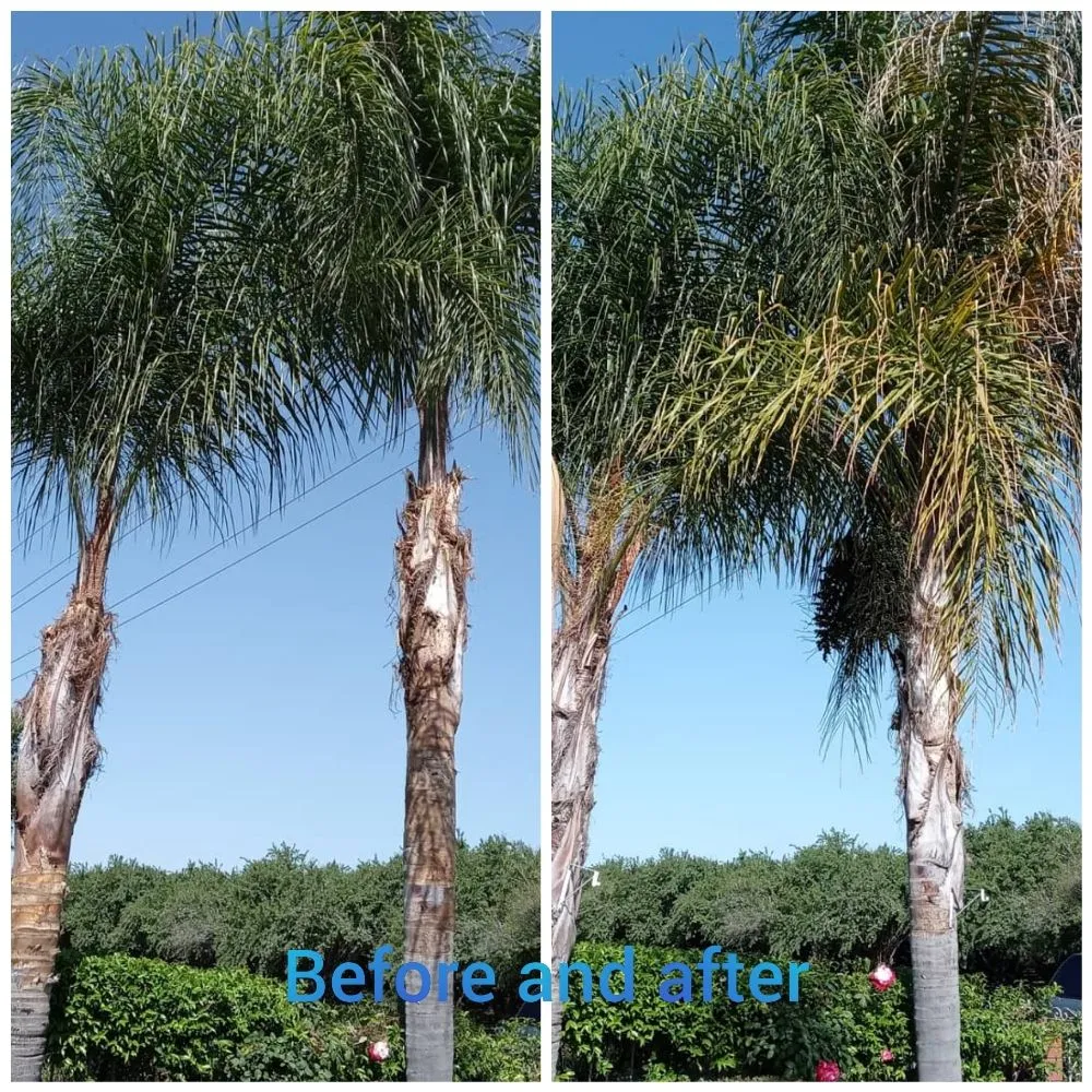 Local landscaping services for beautiful yards across Modesto, CA - CP Lawn Care