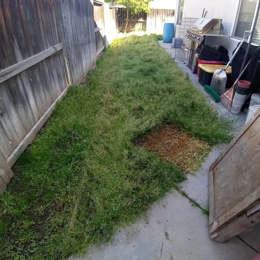 Trusted yard cleanup service experts serving Modesto, CA - CP Lawn Care