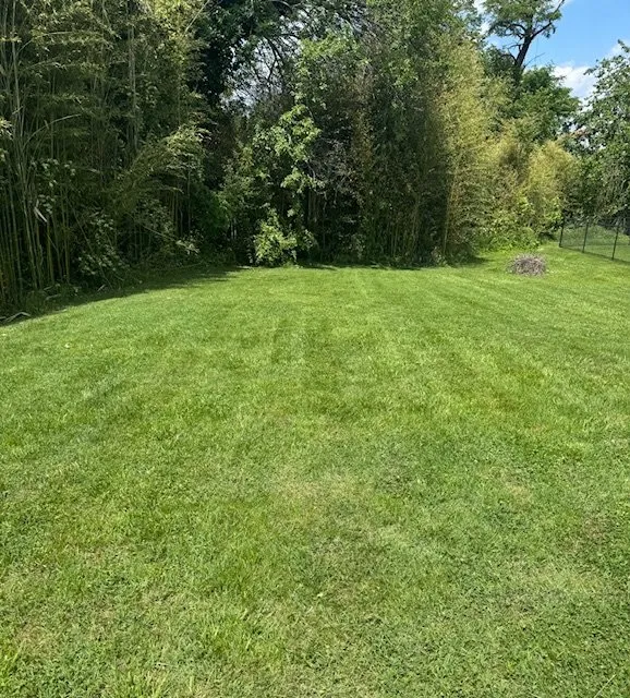 Expert yard cleanup service experts serving Edgemere, MD - C&P Lawn Service and Pressure Washing