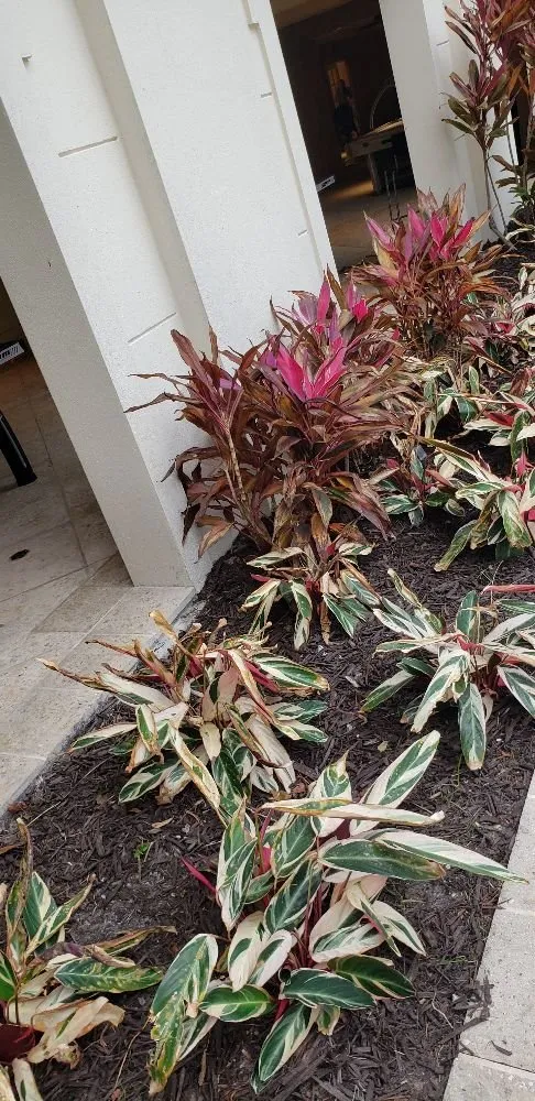 Trusted landscape installation in Bradenton, FL - CPD Landscaping