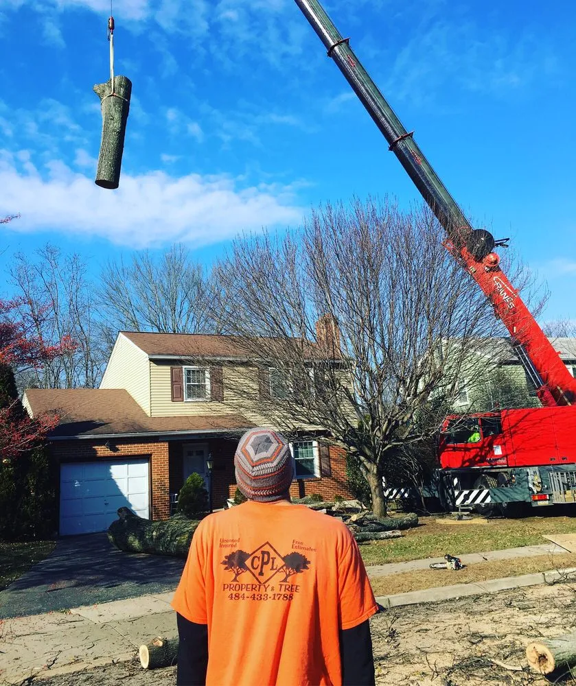 Expert yard cleanup service in Springfield, PA - CPL Property and Tree