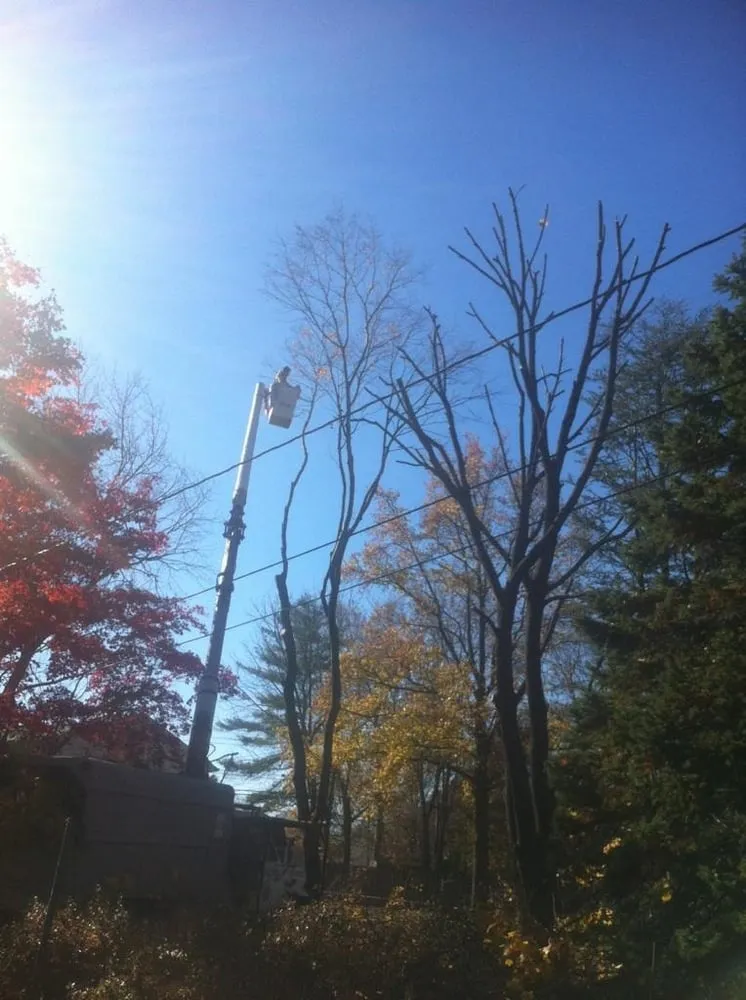 Professional garden landscaping in Springfield, PA - CPL Property and Tree