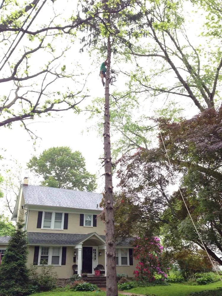 Trusted outdoor landscaping in Springfield, PA - CPL Property and Tree