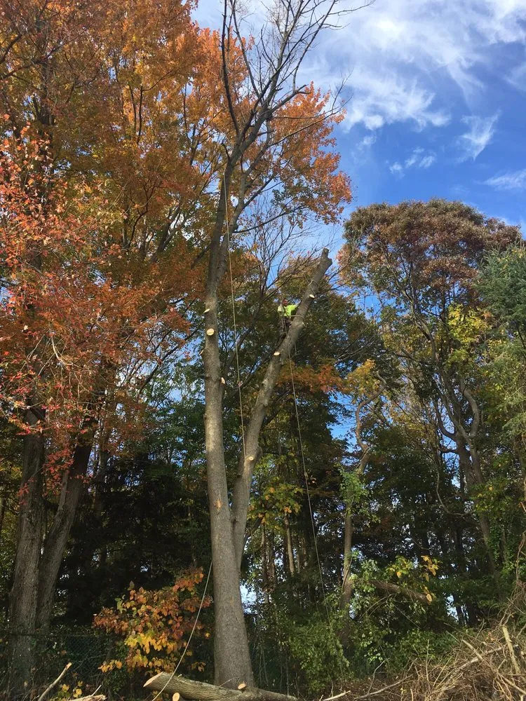 Expert residential landscaping experts serving Springfield, PA - CPL Property and Tree