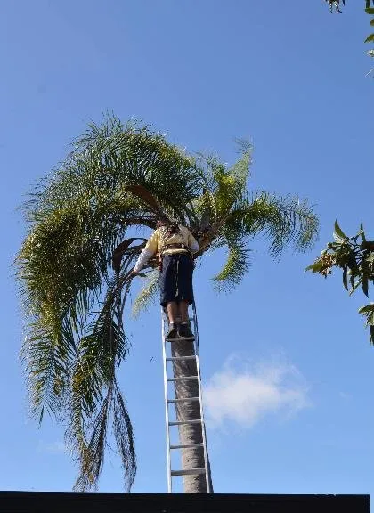 Top-rated garden landscaping for beautiful yards in Pinellas Park, FL by CPL Tree Service & Landscaping