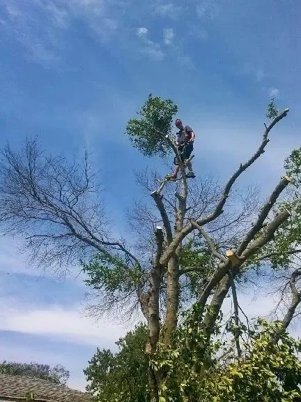 Expert garden landscaping in Pinellas Park, FL - CPL Tree Service & Landscaping