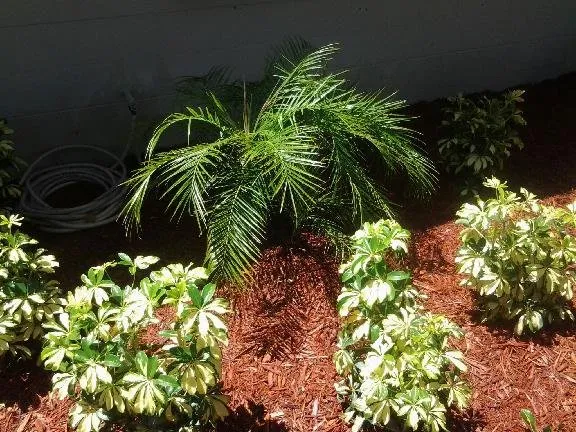 Professional landscape installation experts serving Pinellas Park, FL - CPL Tree Service & Landscaping