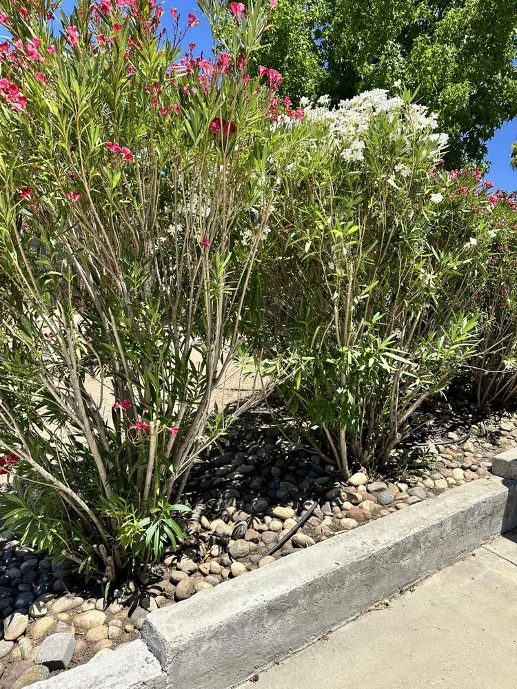Professional yard maintenance in Atascadero, CA by C&R Landscaping Services