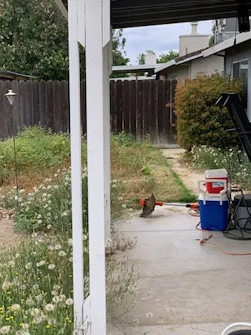 Affordable landscape design in Modesto, CA by CR Lawn Care