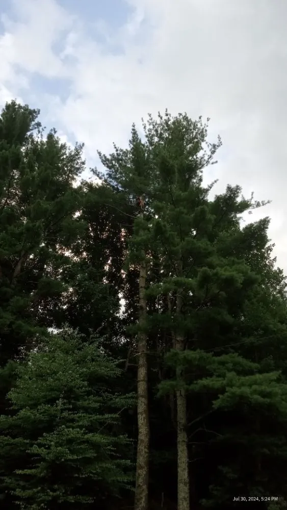 Reliable landscape installation in Todd, NC by C&R Tree Service And Landscaping