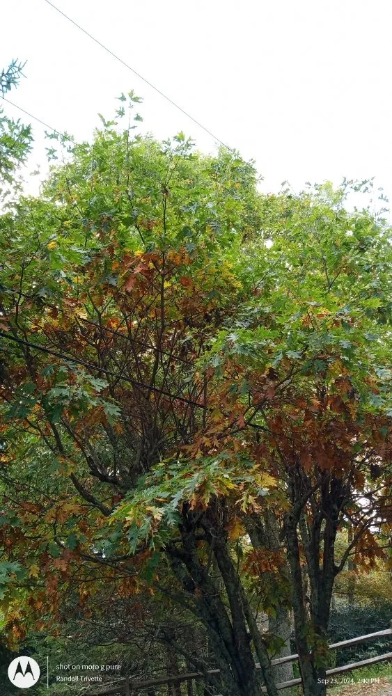 Expert residential landscaping for year-round maintenance in Todd, NC by C&R Tree Service And Landscaping