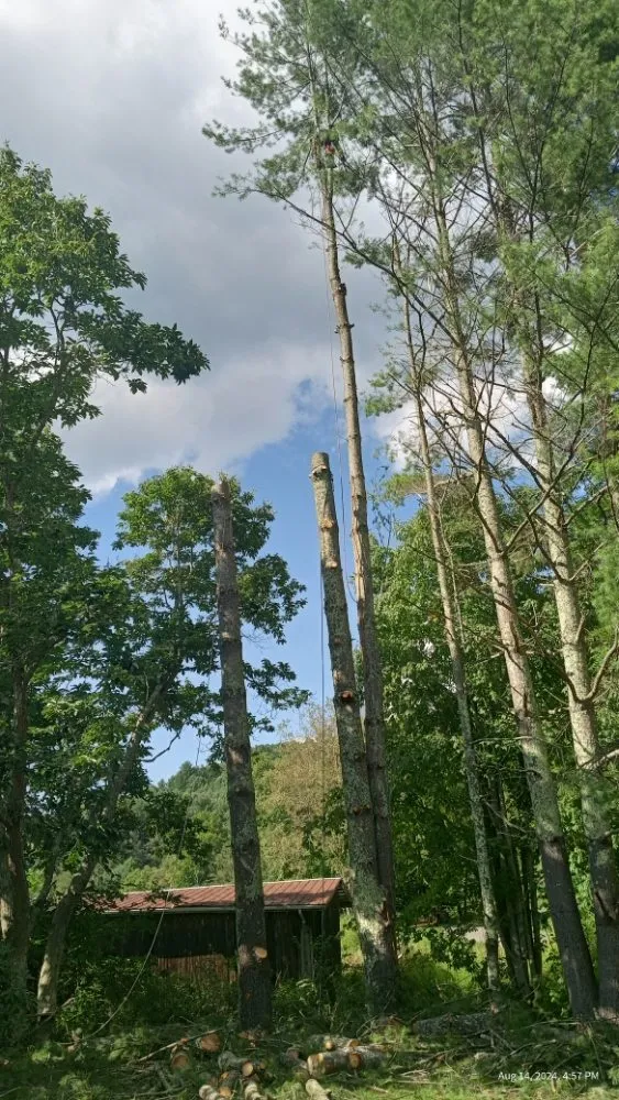 Local outdoor landscaping for year-round maintenance across Todd, NC - C&R Tree Service And Landscaping