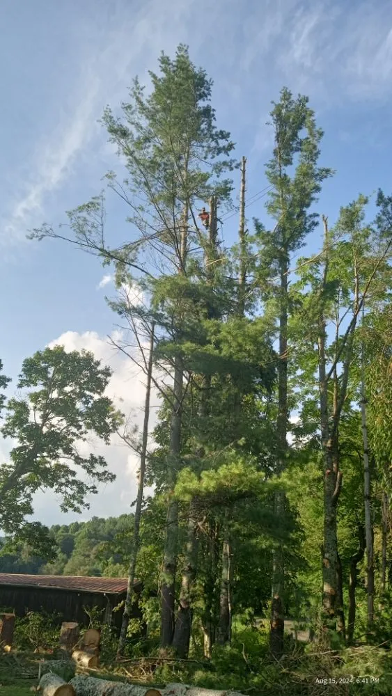 Trusted yard maintenance experts serving Todd, NC - C&R Tree Service And Landscaping
