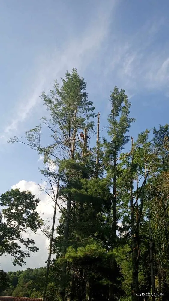 Expert residential landscaping experts serving Todd, NC - C&R Tree Service And Landscaping