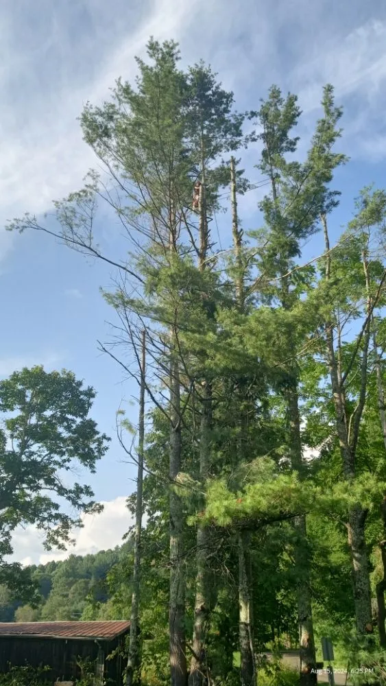 Reliable landscaping services for residential properties across Todd, NC - C&R Tree Service And Landscaping