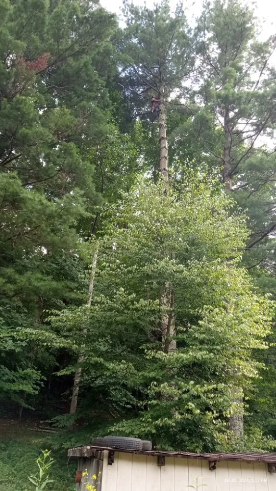 Trusted landscaping services in Todd, NC - C&R Tree Service And Landscaping