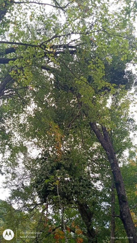 Professional residential landscaping in Todd, NC - C&R Tree Service And Landscaping