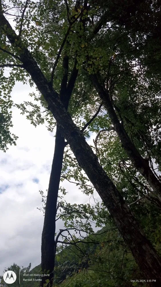 Local residential landscaping in Todd, NC by C&R Tree Service And Landscaping