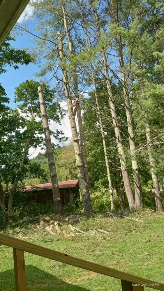 Top-rated yard cleanup service experts serving Todd, NC - C&R Tree Service And Landscaping