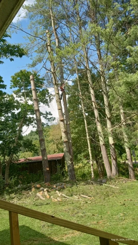 Top-rated yard cleanup service in Todd, NC - C&R Tree Service And Landscaping
