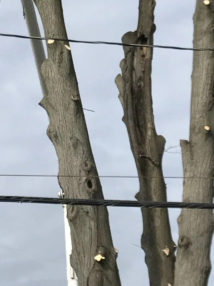 Trusted residential landscaping in Roosevelt, NY - C.R Tree Service