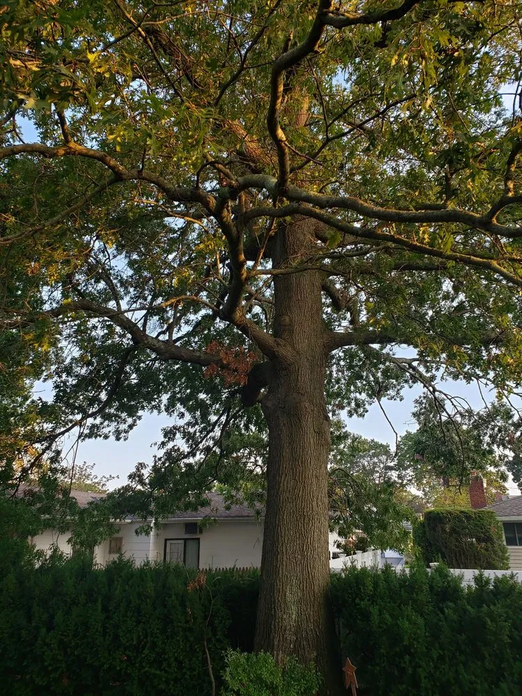 Local lawn mowing service experts serving Roosevelt, NY - C.R Tree Service