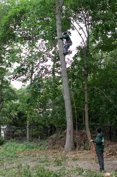 Professional lawn mowing service in Roosevelt, NY by C.R Tree Service