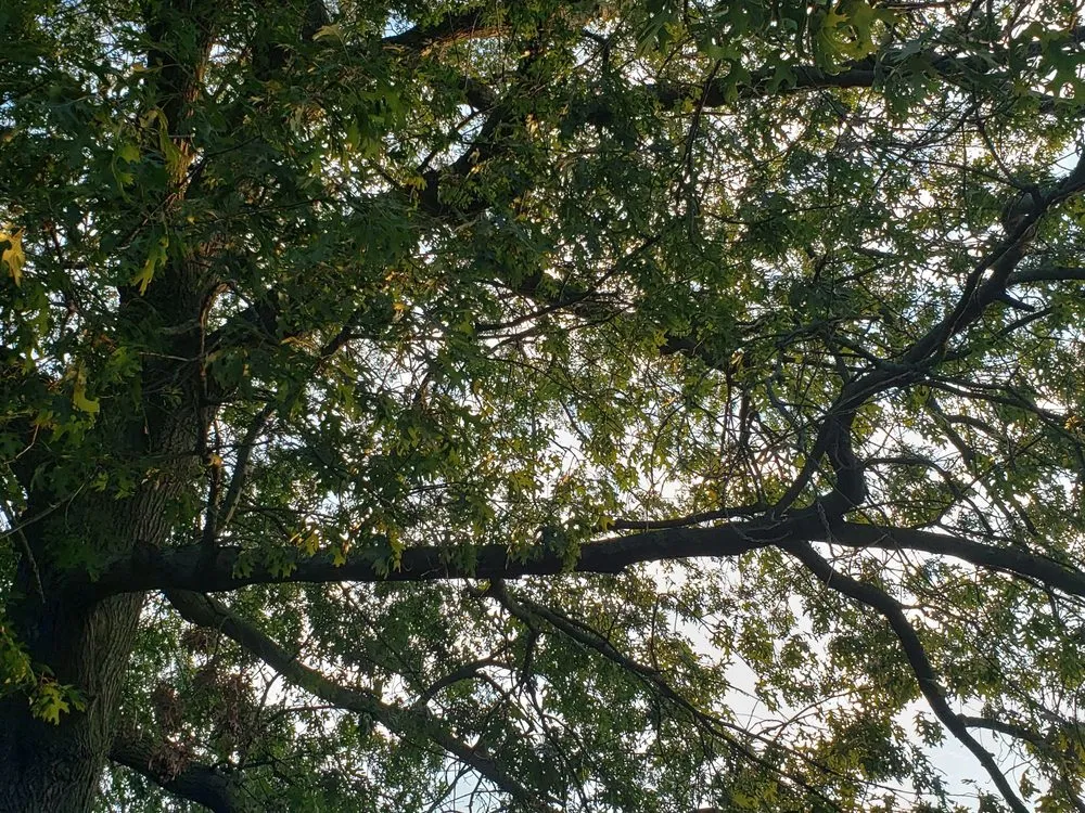 Trusted landscaping services in Roosevelt, NY by C.R Tree Service