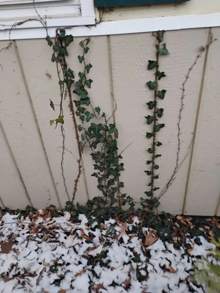 Affordable yard cleanup service for outdoor upgrades across Quincy, IL - Crabbes Lawncare