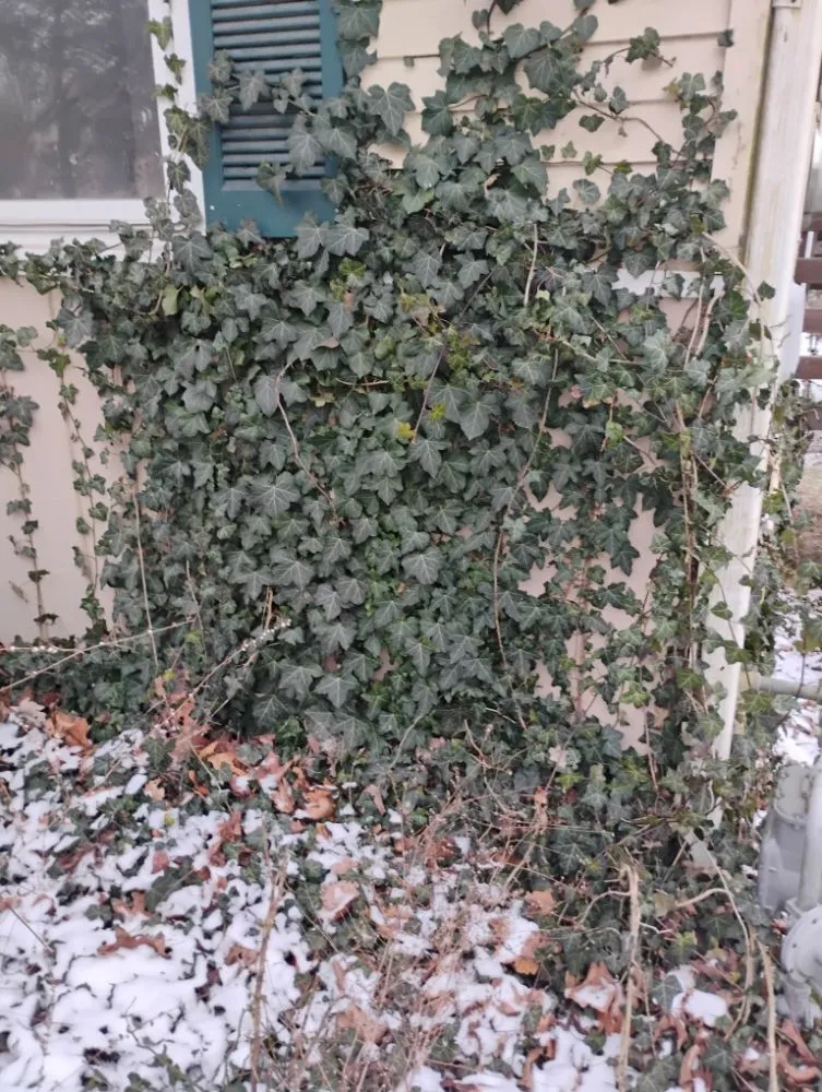 Reliable garden landscaping for beautiful yards across Quincy, IL - Crabbes Lawncare