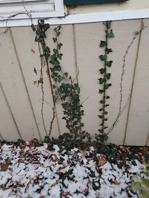 Crabbes Lawncare Logo