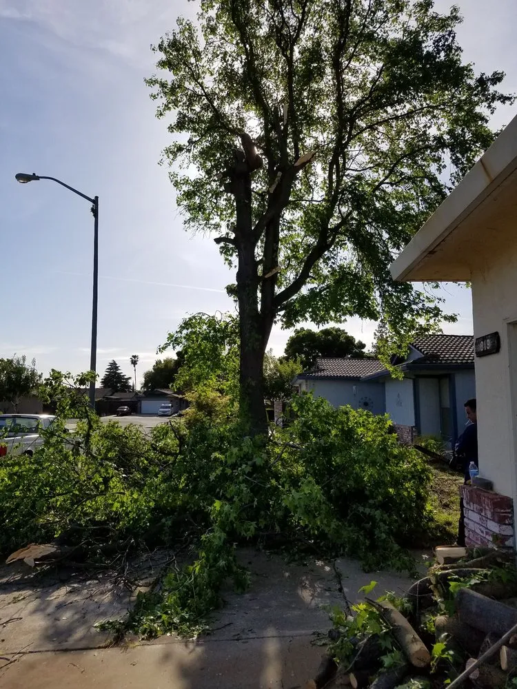 Reliable lawn mowing service for year-round maintenance across Manteca, CA - Crabbush landscaping and Hauling
