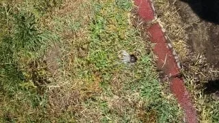 Trusted landscaping services experts serving Manteca, CA - Crabbush landscaping and Hauling