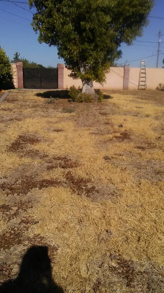 Affordable landscaping services in Manteca, CA - Crabbush landscaping and Hauling