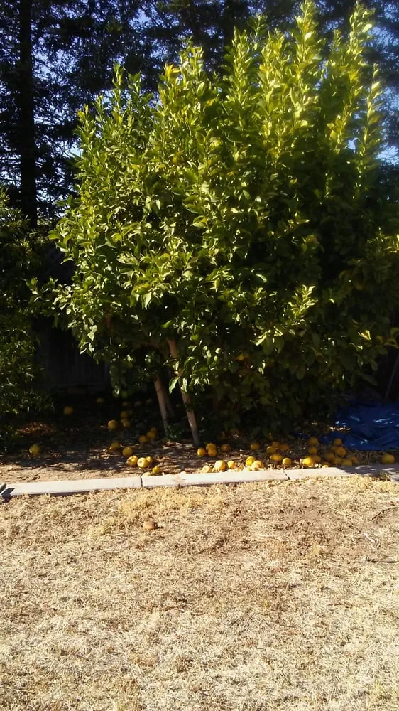 Affordable landscape installation in Manteca, CA by Crabbush landscaping and Hauling