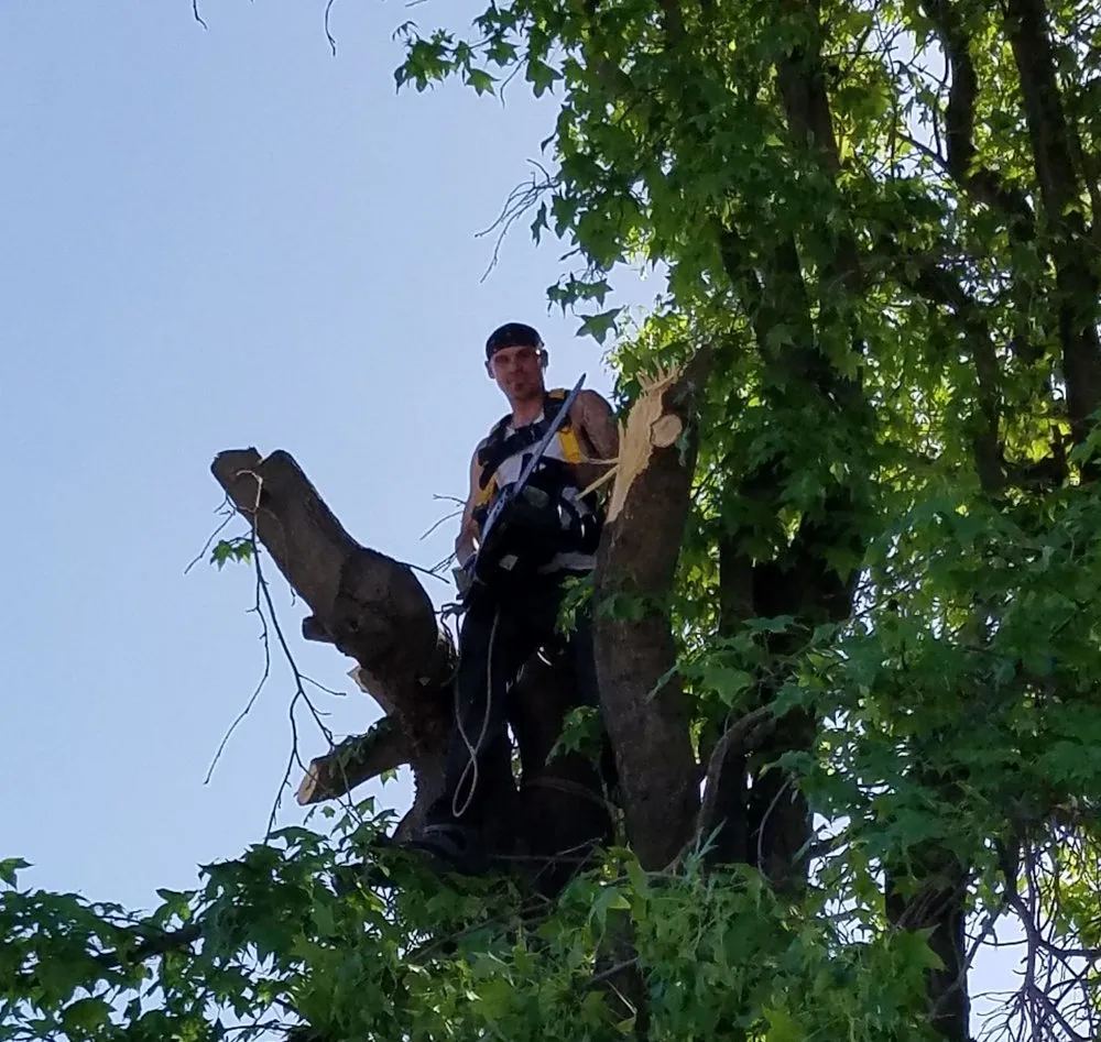 Reliable yard maintenance in Manteca, CA by Crabbush landscaping and Hauling