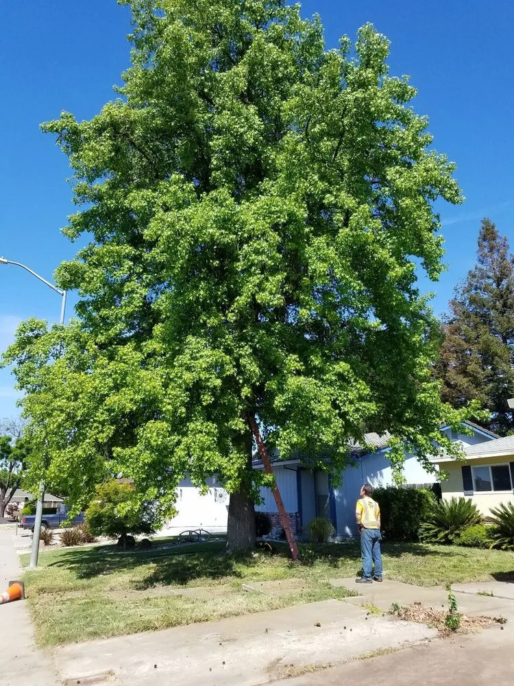 Local landscape design for residential properties in Manteca, CA by Crabbush landscaping and Hauling