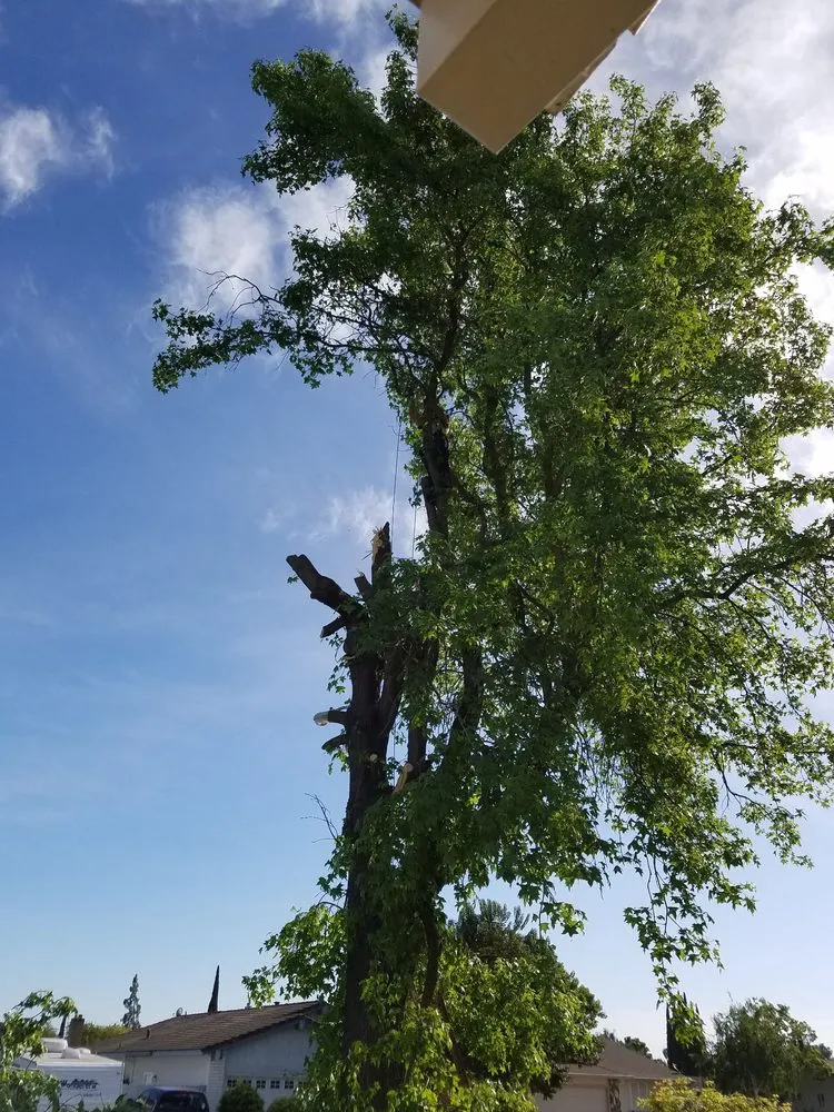 Top-rated outdoor landscaping for year-round maintenance across Manteca, CA - Crabbush landscaping and Hauling