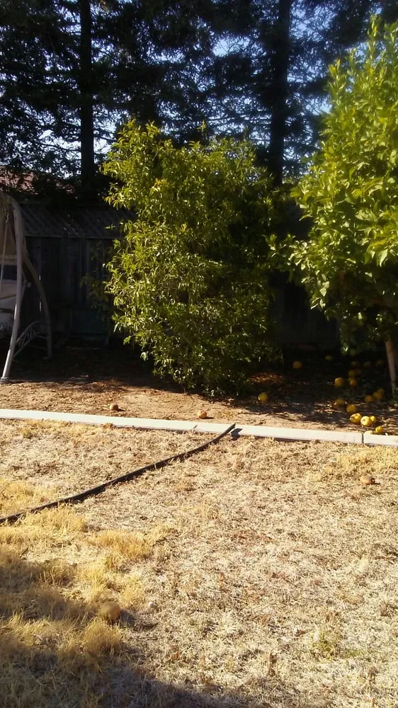 Professional yard maintenance in Manteca, CA - Crabbush landscaping and Hauling