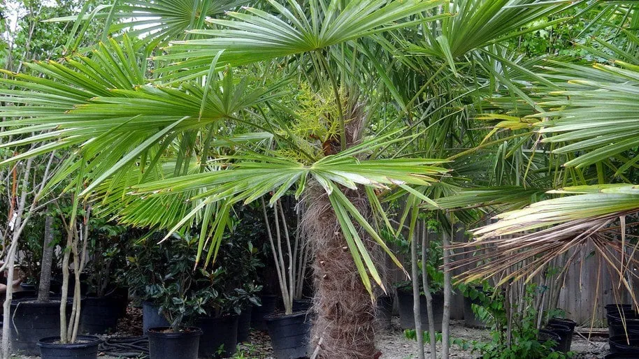 Affordable residential landscaping in Elgin, SC by Crabtree Garden Center & Landscaping