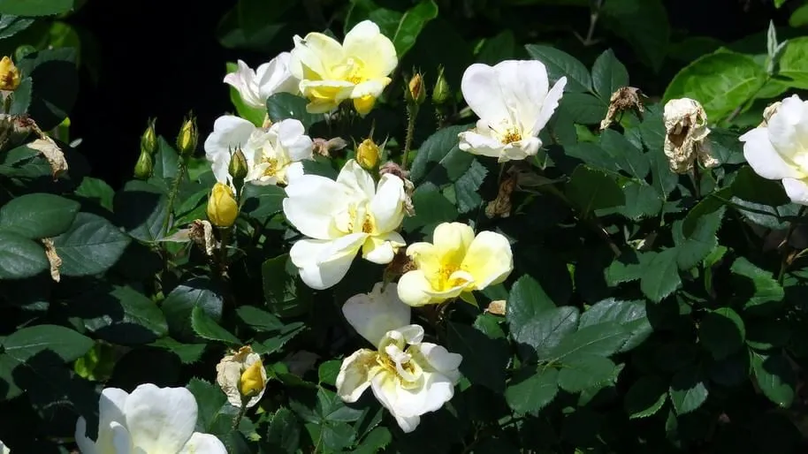 Professional residential landscaping experts serving Elgin, SC - Crabtree Garden Center & Landscaping