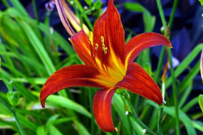 Top-rated lawn mowing service experts serving Elgin, SC - Crabtree Garden Center & Landscaping