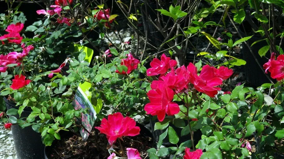 Expert yard cleanup service in Elgin, SC - Crabtree Garden Center & Landscaping