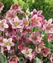 Professional lawn care service in Midlothian, TX - Crabtree's Custom Landscaping