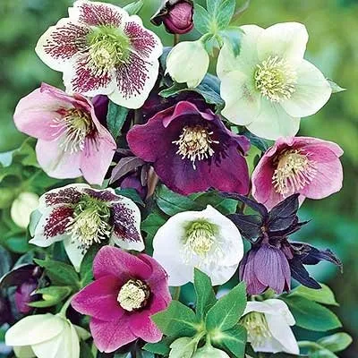 Professional landscape design experts serving Midlothian, TX - Crabtree's Custom Landscaping