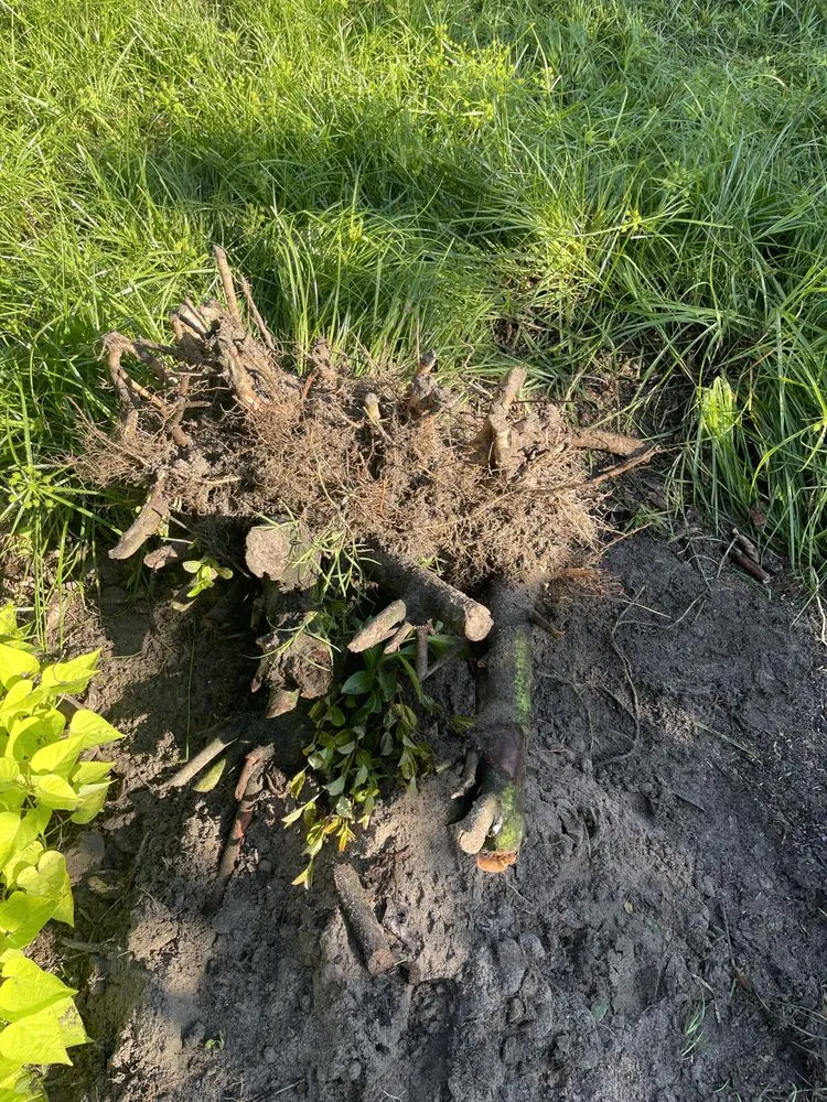 Custom residential landscaping for year-round maintenance across St. Petersburg, FL - Craft Co Enterprises